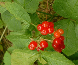 Асганы Бөөрөлзгөнө